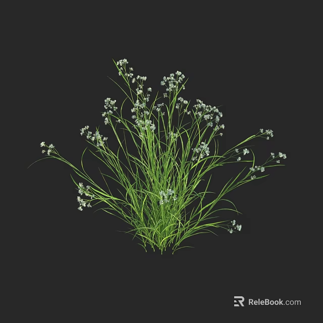 Green Herbaceous Plant with Long Slender Leaves and Delicate White Flowers Against Dark Background 3d model 