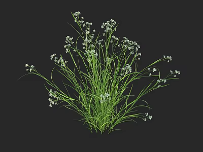 Green Herbaceous Plant with Long Slender Leaves and Delicate White Flowers Against Dark Background 3d model