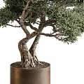 Bonsai Plant With Twisted Trunk And Exposed Roots In Brown Pot