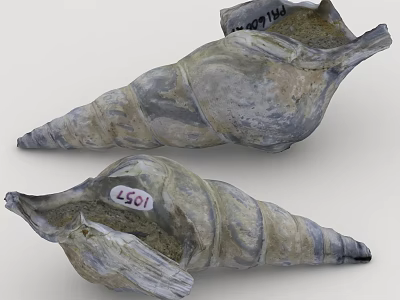 Two Conch Shells With Label Tags And Identification Numbers Displaying Natural Texture 3d model