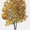 Deciduous Trees Displaying Green And Orange Leaves Across Different Seasons
