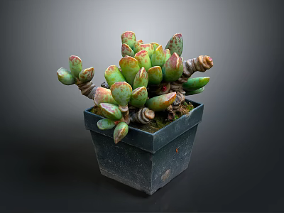 Vibrant Succulent Plant With Fleshy Green Red Edged Leaves In Black Square Pot 3d model