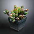 Vibrant Succulent Plant With Fleshy Green Red Edged Leaves In Black Square Pot
