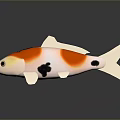 Vibrant Koi Fish With Orange White And Black Pattern On Smooth Surface Reflection