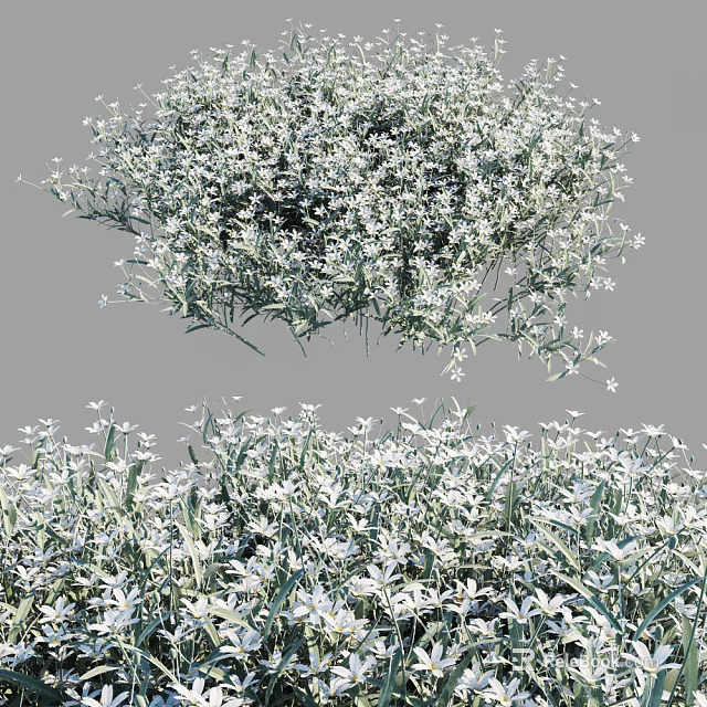 White Small Flowers With Green Leaves Clustered In Natural Garden Setting 3d model 
