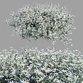 White Small Flowers With Green Leaves Clustered In Natural Garden Setting