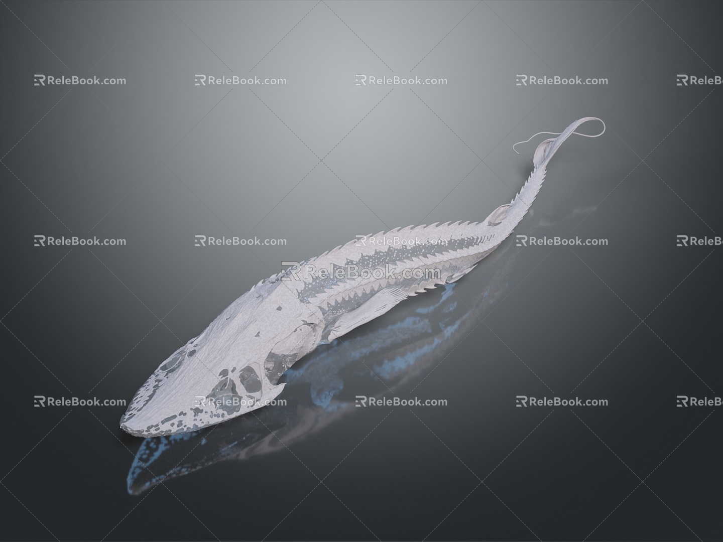 Modern shovel sturgeon skeletal fish skeletal fish freshwater fish 3d model