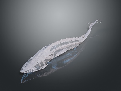 Modern shovel sturgeon skeletal fish skeletal fish freshwater fish 3d model