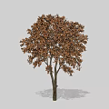 Lush Arbor With Brown Foliage And Sturdy Trunk In Natural Environment 3d model