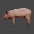 Realistic Standing Pink Pig With Ears Snout And Dark Background Shadow