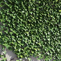 Living Green Plant Wall With Lush Foliage Cover And Decorative Design