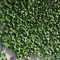 Modern Plant Wall Vine Creeper 3d model