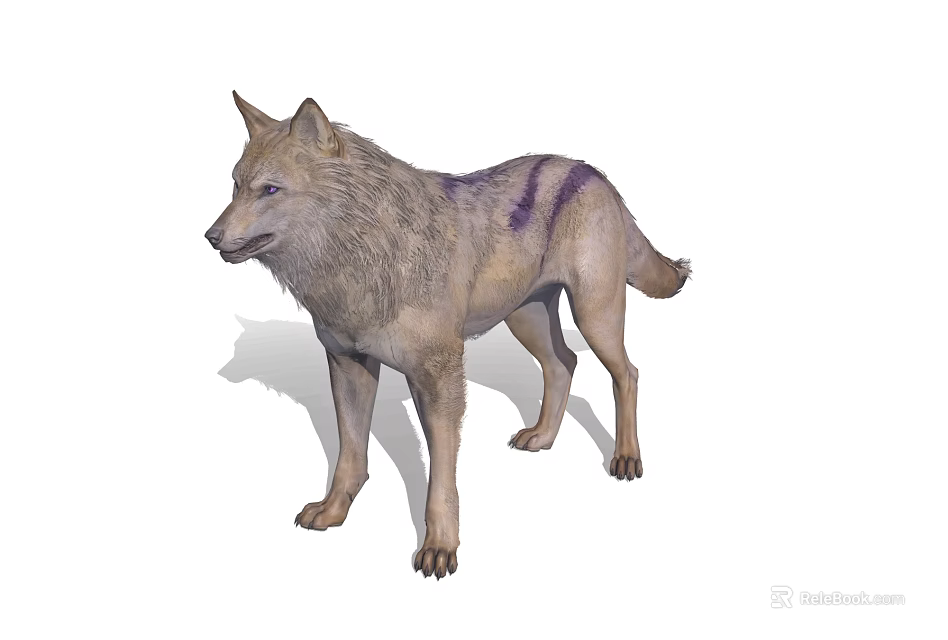 Gray Wolf with Purple Stripes Standing Isolated 3D Render on White Background 3d model 