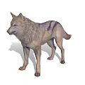Gray Wolf with Purple Stripes Standing Isolated 3D Render on White Background 3d model