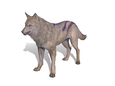 Gray Wolf with Purple Stripes Standing Isolated 3D Render on White Background 3d model