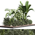 Diverse Green Tropical Plants With Various Leaves On Wooden Decorative Platform