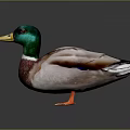 Realistic Duck With Green Head Yellow Beak Brown Body And Orange Feet On Dark Background