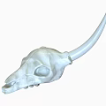 Deer Skull 3d model
