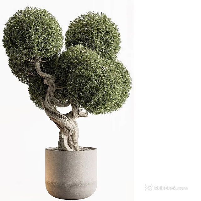 Bonsai Plant with Twisted Trunk and Round Foliage in Cylindrical Gray Pot 3d model 