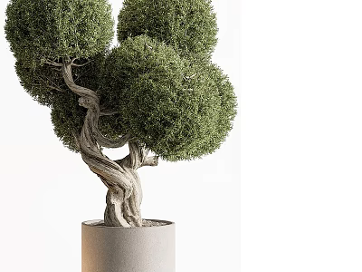 Bonsai Plant with Twisted Trunk and Round Foliage in Cylindrical Gray Pot 3d model