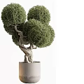 Bonsai Plant with Twisted Trunk and Round Foliage in Cylindrical Gray Pot