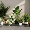Indoor Potted Plants Palm Banana Leaf Monstera With Black White Striped Pots For Interior Decoration