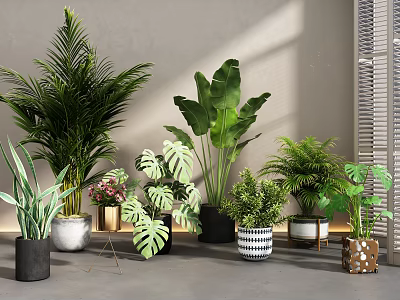 Indoor Potted Plants Palm Banana Leaf Monstera With Black White Striped Pots For Interior Decoration 3d model