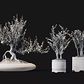 Bonsai Plants With Exposed Roots In Oval Stone Pot And Pink Cylindrical Pots With Inscriptions