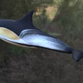 Black And White Dolphin With Yellowish Belly And Long Beak Swimming In Natural Habitat