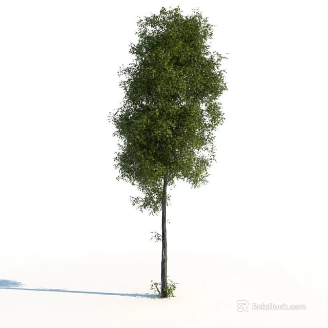 Tall Arbor with Full Crown Lush Green Foliage Strong Trunk and Healthy Branches 3d model 