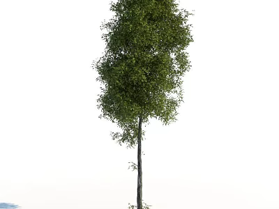 Tall Arbor with Full Crown Lush Green Foliage Strong Trunk and Healthy Branches 3d model