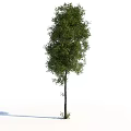 Tall Arbor with Full Crown Lush Green Foliage Strong Trunk and Healthy Branches