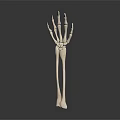 Medical Device Skeletal Hand And Arm Anatomy Model For Human Body Teaching
