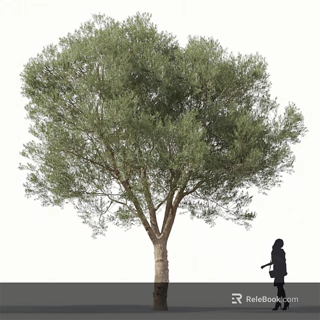 Tall Olive Tree with Lush Green Leaves and Person Standing Beside Trunk 3d model 