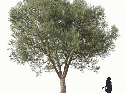 Olive Modern Olive Tree 3d model