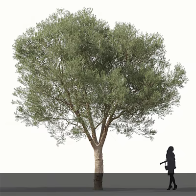 Tall Olive Tree with Lush Green Leaves and Person Standing Beside Trunk 3d model