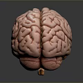 Realistic Human Brain 3D Model With Detailed Anatomical Surface Features