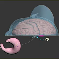 3D Human Brain And Stomach Anatomical Model Commercial Medical Teaching Equipment 3d model