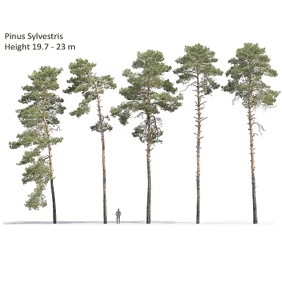 Pinus Sylvestris Pine Trees With Height Range 13.7 To 23 Meters 3d model
