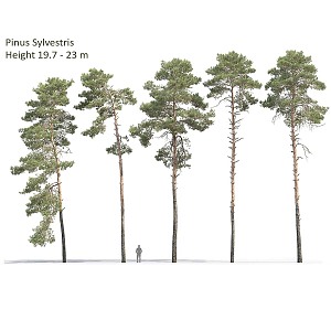 Modern Landscape Trees Poplar Maple Pine Trees Big Trees Tropical Trees 3d model