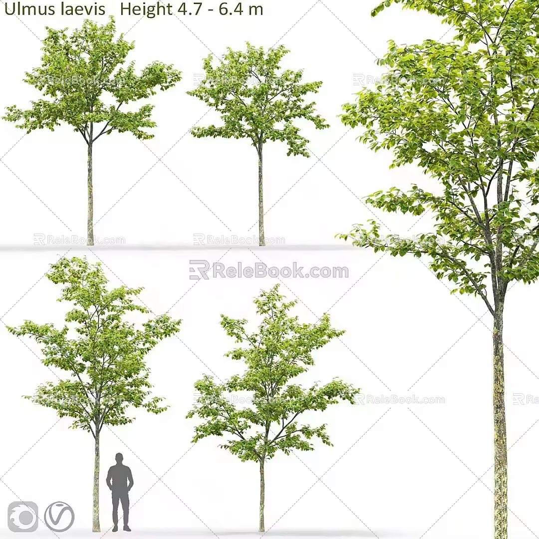 Modern gardening sketch tree elm 3d model