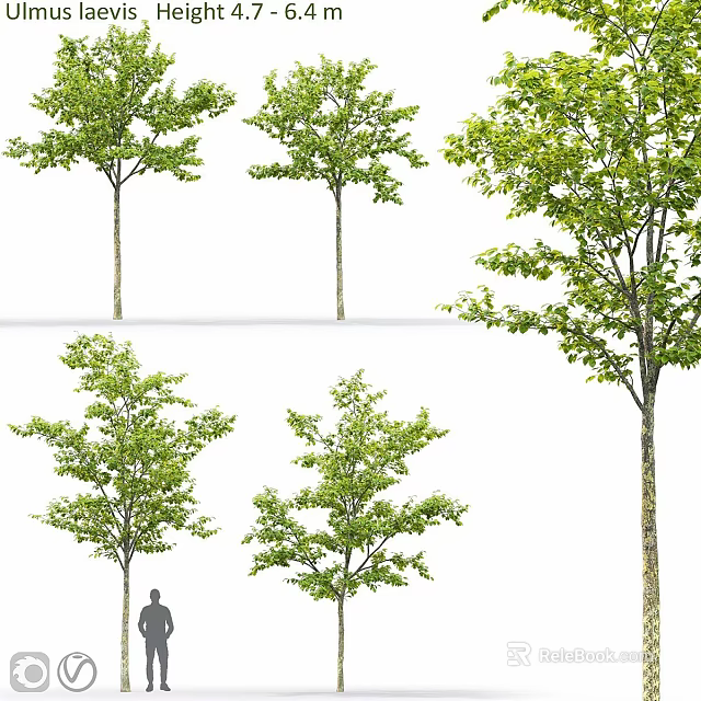 Various Garden Trees As Decorative Elements For Landscape And Garden Design 3d model 