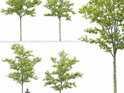Modern gardening sketch tree elm 3d model