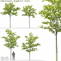 Modern gardening sketch tree elm 3d model