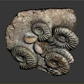 Ancient Ammonite Fossils With Detailed Spiral Shells Preserved On Natural Rock Formation