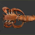 Red Lobster With Curved Claws And Long Antennae On Dark Background