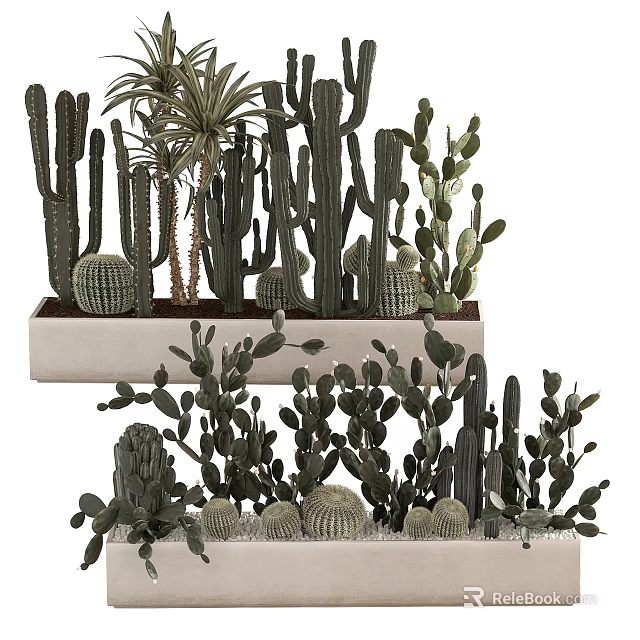 Potted Cactus Succulents With Various Shapes In Multi Tiered White Trays For Indoor Decor 3d model 