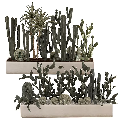 Potted Cactus Succulents With Various Shapes In Multi Tiered White Trays For Indoor Decor 3d model