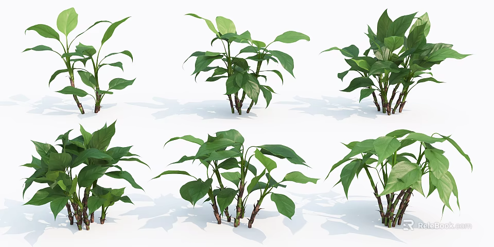 Green Plants With Large Leaves And Thin Stems Arranged In Different Angles On White Background 3d model