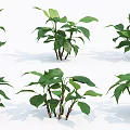 Green Plants With Large Leaves And Thin Stems Arranged In Different Angles On White Background 3d model